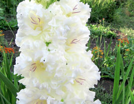 Гладиолус Сноуи Фризл (Snowy Frizzle) купить