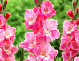 Гладиолус Сильвана (Sylvanna) купить