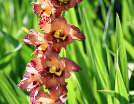 Гладиолус Торино (Torino) купить