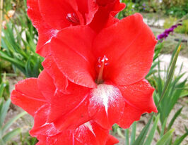 Гладиолус Традерхорн (Traderhorn) купить