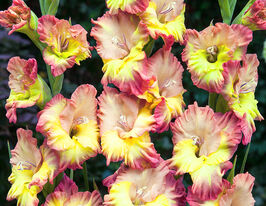 Гладиолус Вольер Фриззл (Voliere Frizzle) купить