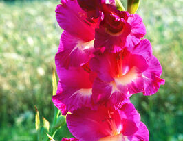 Гладиолус Виндсонг (Windsong) купить