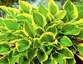 Хоста гибридная Голден Тиара купить