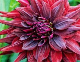 Георгина Бригитта Алида (Brigitta Alida) купить