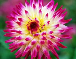 Георгина Хейли Джейн (Hayley Jane) купить