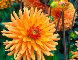 Георгина Людвиг Хелферт (Ludwig Helfert) купить