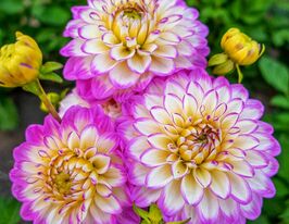 Георгина Мелоди Дикси (Melody Dixie) купить