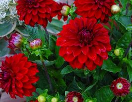 Георгина Мелоди Мамбо (Melody Mambo) купить