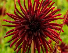 Георгина Нуит д'эте (Nuit d'Ete) купить