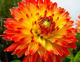 Георгина Процион (Procyon) купить