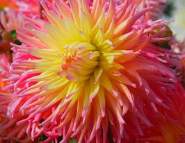 Георгина Стар Элит (Star Elite) купить