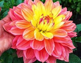 Георгина Вандас аврора (Wanda's Aurora) купить