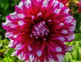 Георгина Ярра Фоллс (Yarra Falls) купить