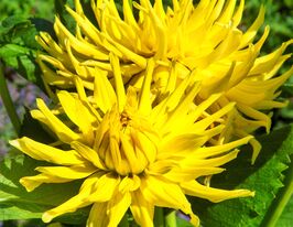 Георгина Еллоу Стар (Yellow Star) купить