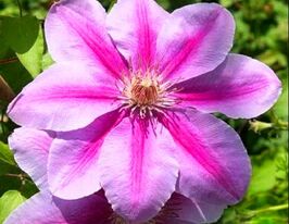 Клематис Бис Джубили (Bees Jubilee) купить