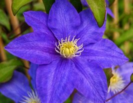 Клематис Х.Ф.Янг (H.F. Young) купить