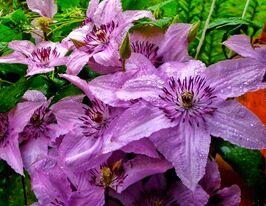 Клематис Хегли Гибрид. (Hagley Hybrid) купить