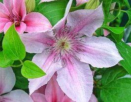 Клематис Ян Павел II (Pope Jan Pawel II) купить