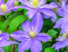 Клематис Юста (Justa) купить