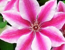 Клематис Лав Джеверли (Love Jewelry) купить