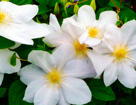 Клематис Мадам ле Культре (Mevrouw Le Coultre) в горшке купить