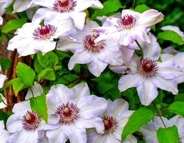 Клематис Мисс Бейтман (Miss Bateman) купить