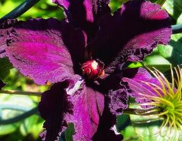 Клематис Распутин (Rasputin) купить