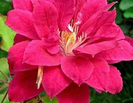 Клематис Ред Стар (Red Star) купить