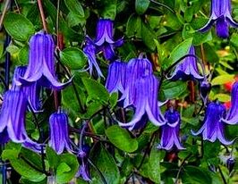 Клематис Рогучи (Roguchi) купить