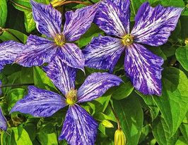 Клематис Тай Дай (Tie Dye) купить