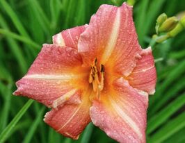 Лилейник Чилдрен Фестивал (Children Festival) купить