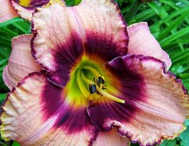 Лилейник Эдж Эхед (Edge Ahead) купить