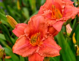 Лилейник Саус Сиз (South Seas)  купить