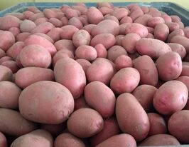  Картофель Санред купить