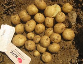 Семенной картофель: купить посевной картофель, картошку на посадку