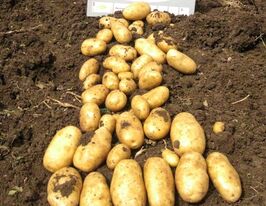 Картофель Сагитта купить