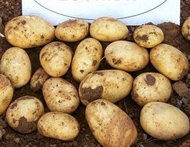 Картофель Лусинда купить