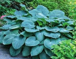 Хоста Брессінгем блю (Bressingham Blue)купити