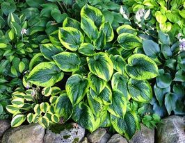 Хоста Токудама Флавоцірціналіс (Tokudama Flavocircinalis)купити