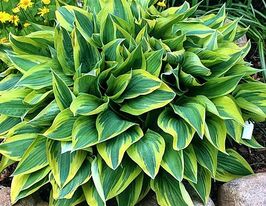 Хоста Волверайн (Wolverine) купить