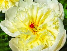 Пион травянистый Иммакули (Immaculee) купить