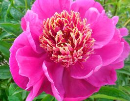 Пион Неон (Neon) купить