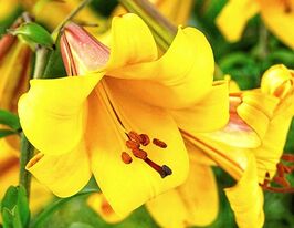 Лілія Трубчаста Голден Сплендор (Golden Splendour)купити