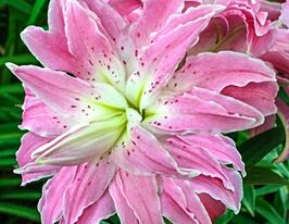 Лілія махрова Лотус Джой (Lotus Joy)купити