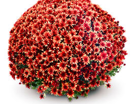 Хризантема Адуро Оранж (Aduro Orange)купити