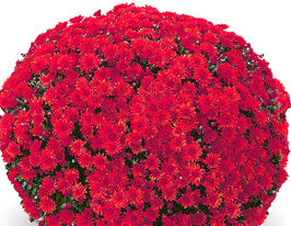 Хризантема Конако Ред (Conaco Red)купити