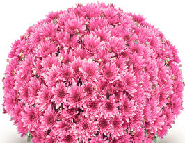 Хризантема Авалон Пінк (Avalon Pink)купити