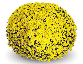 Хризантема Ставінскі Єллоу (Staviski Yellow)купити