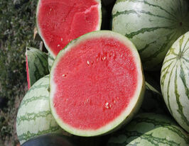 Кавун Бостон F1купити