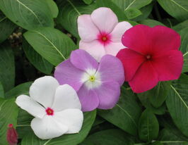 Катарантус низькорослий Титан F1 сумішкупити